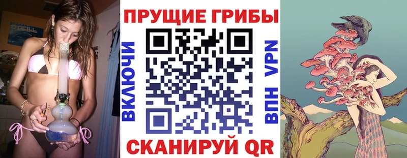как найти Зверево Галлюциногенные грибы Magic Shrooms